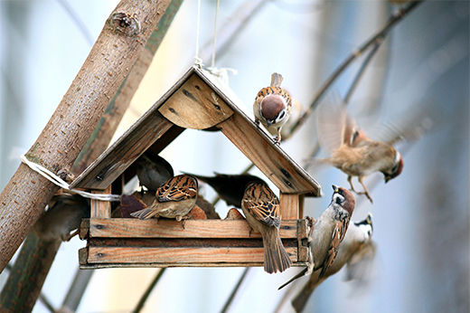 Winter Tips For Feeding Backyard Birds