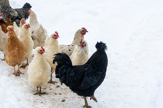 Winterproofing Your Chicken Coop: How to Keep Chickens Warm in Winter