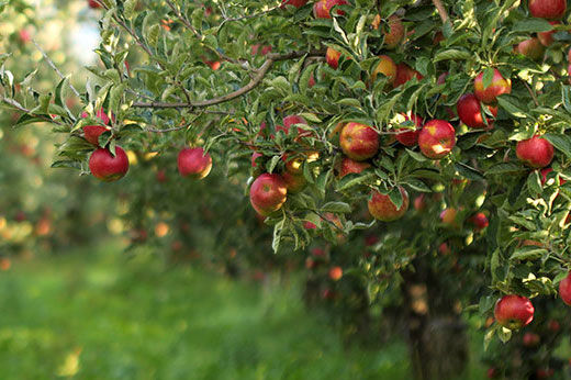Benefits of Planting Fruit Trees