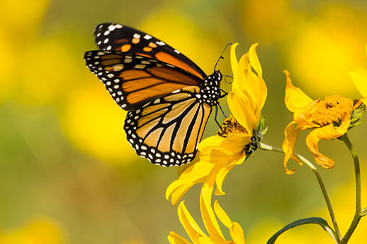  How to Attract Butterflies to Your Garden