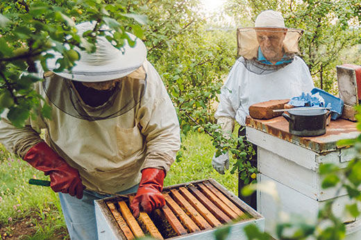 Tips for Starting a Backyard Beehive