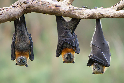 How to Keep Bats Out of the House