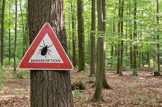 How to Naturally Control Ticks