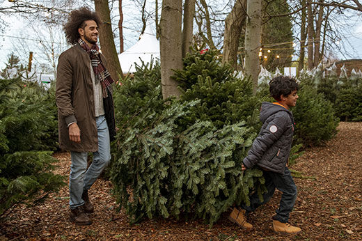 How to Care for and Dispose of Your Live Christmas Tree