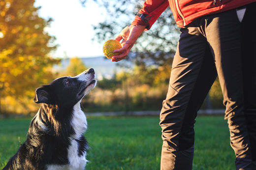 Dog Training the High-tech Way