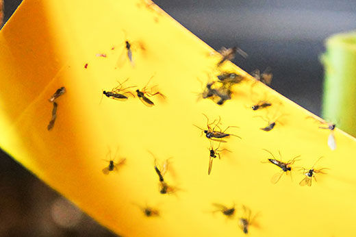 How to Eliminate Gnats from Your Home