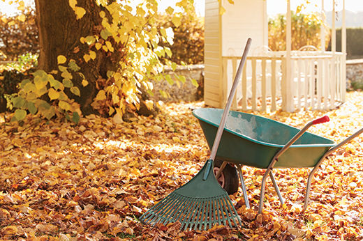 Fall Yard Cleanup Tips