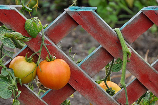 How to Use a Garden Trellis