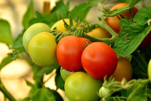 growing tomatoes