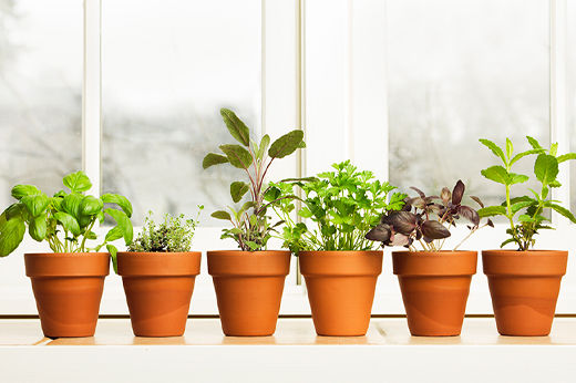 How to Grow Herbs Indoors