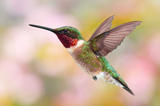 How to Attract Hummingbirds to Your Backyard