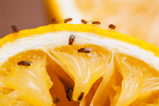 How to Get Rid of Fruit Flies