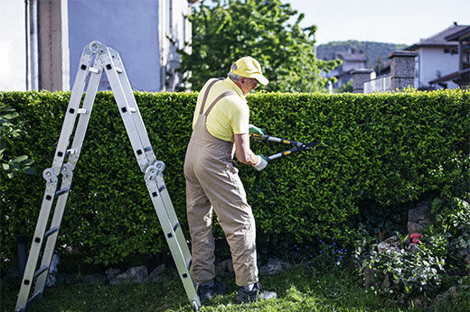 How to Prune Shrubs and Trees Away from Your Home — and Why You Should!