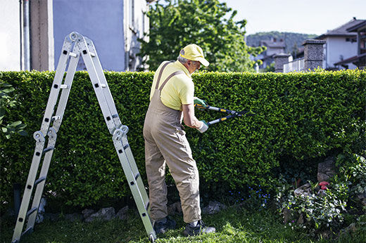 How to Prune Shrubs and Trees