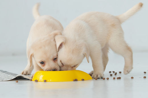 How to Choose the Right Dog Food