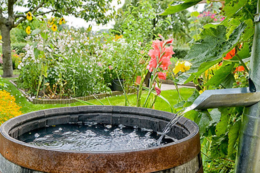 Rain Barrel Buying Guide