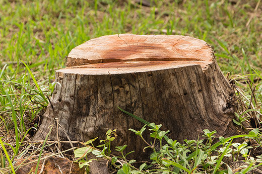 How to Remove a Tree Stump