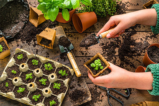 How to Start Seedlings Indoors