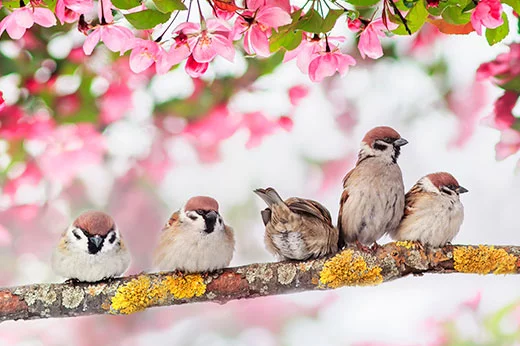birds on a branch