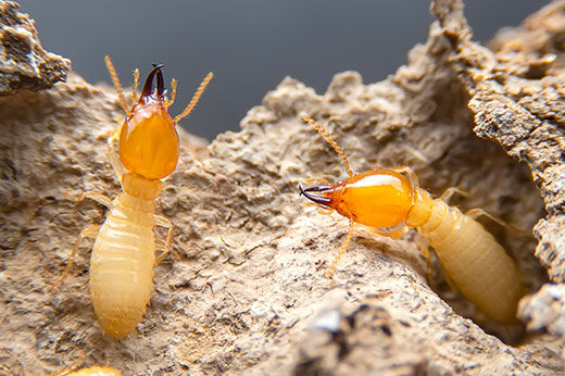 How to Detect & Get Rid of Termites