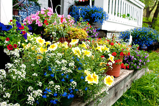 The Best Summer Annuals and How to Plant Them