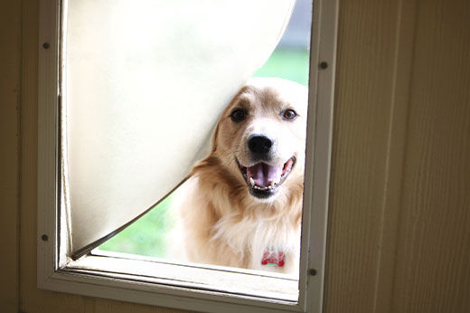 How to Install a Pet Door