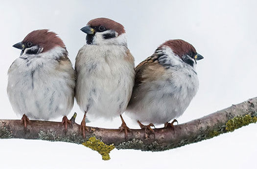 How to Help Birds in the Winter