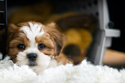 Tips for Teaching Your Dog to Enjoy Its Kennel