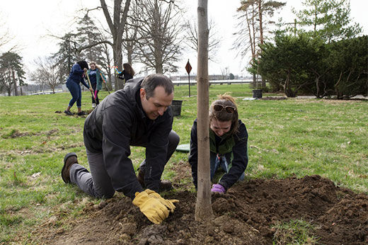 How to Protect Trees in the Winter