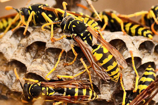 How to Safely Use Wasp Spray and Hornet Spray