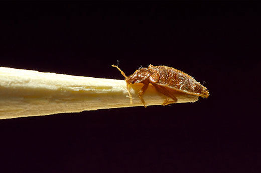 How to Get Rid of Bed Bugs