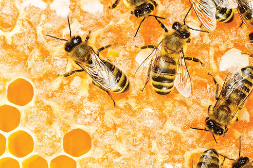 How to Help the Honey Bee Population