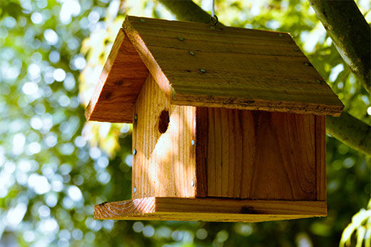 5 of the Most Popular Types of Bird Feeders to Build