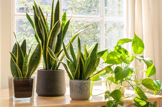 Hard-to-kill Houseplants for Those Without a Green Thumb