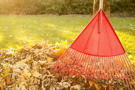 6 Leaf Cleanup Tips