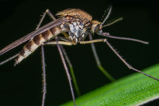 Landscaping Tips to Repel Mosquitos