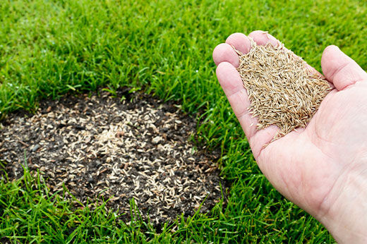 How to Repair Damaged or Patchy Grass