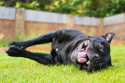 How to Make Your Yard Pet-friendly