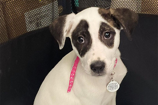 Thank You for Supporting Our East Aurora Pet Adoption Event