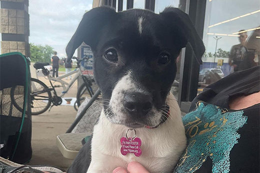 Another Successful Dog Adoption Event at Elmwood Valu Home Center