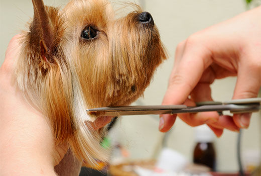 How to Groom Your Dog