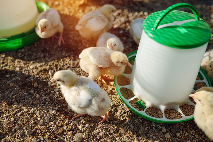 a group of adorable baby chicks on a farm gathered around a green feeder. The focus is on the fluffy, yellow and brown chicks with their cute beaks and tiny feet, as they huddle around the feeder to enjoy their meal.