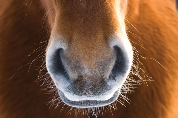 Close up of a horses nose