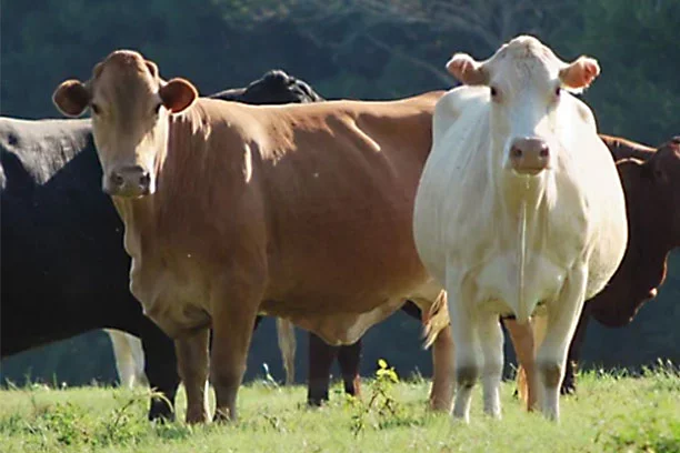 Cows in a pasture