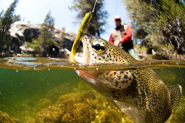 Close-up of a fish slighty submerged with a hook in its mouth with a fisherman blurred in the background