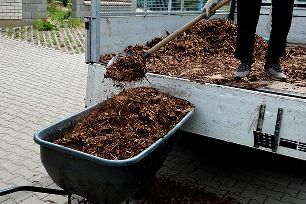 Mulch being removed from the back of a truck bed