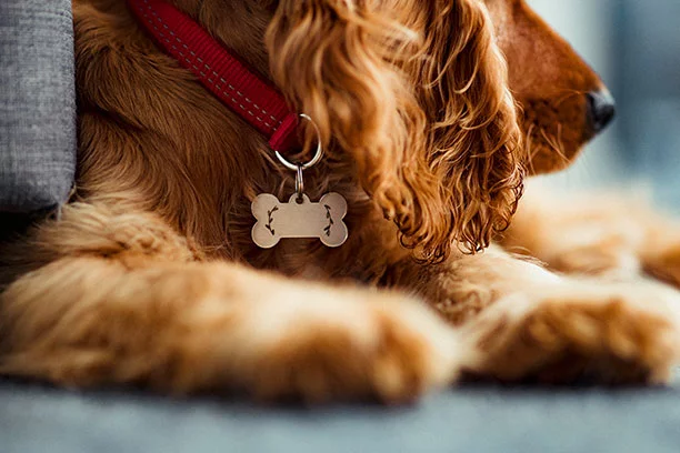 Close-up of a dog's collar showing the custom tag engraving