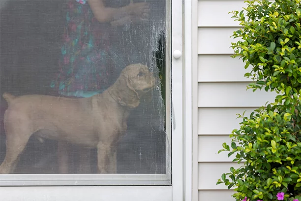 young dog standing in front of a broken screen door