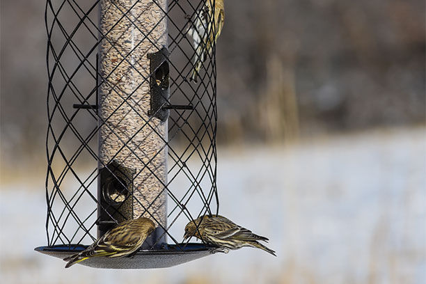 Bird Feeder