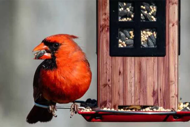 Bird Seed